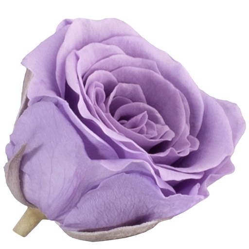 [RSP/4830] RSP/4830 Têtes de Roses Princesse stabilisée Lilas W-Box 16 têtes