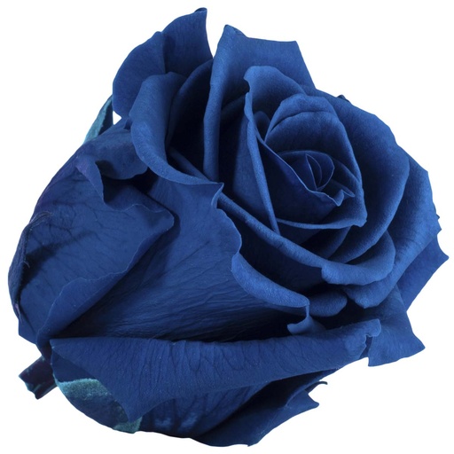 [RST/2630] RST/2630 Rose Standard stabilisierte Blau W-Box 6 Köpfe