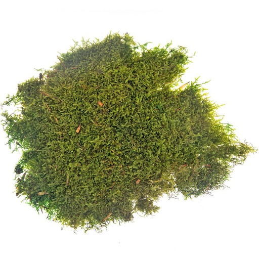 [MOF/2520] MOF/2520 Stabilisiertes Flachmoos - Bulk Box 2,5 kg - Olivgrün