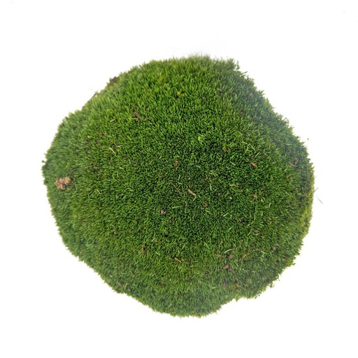 [MBL/2000] MBL/2000 Preserved Ball Moss - Bulk Box 2 kg - Dark Green