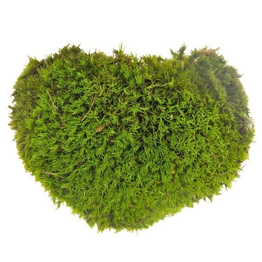 [MBL/2020] MBL/2020 Preserved Ball Moss - Bulk Box 2 kg - Olive Green