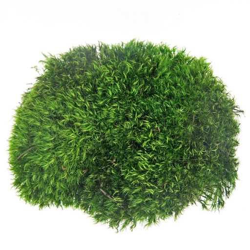 [MBP/2010] MBP/2010 Preserved Ball Moss Province - Bulk Box 2 kg - Forest Green