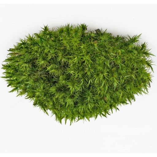 [MBP/2020] MBP/2020 Muschio stabilizzato a palla verde oliva, scatola sfusa da 2 kg