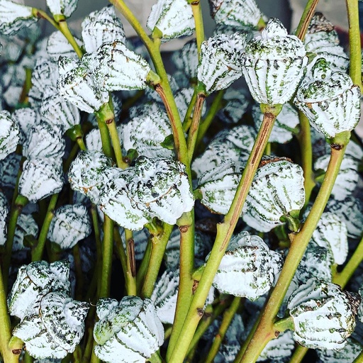 [GBF/3010T] GBF/3010T Frutti Globulosa stabilizzato Verde 30-40 cm