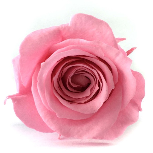 [RSP/4420] RSP/4420 Rose Köpfe Prinzessin stabilisierte Pastellfarben W-Box 16 Ud