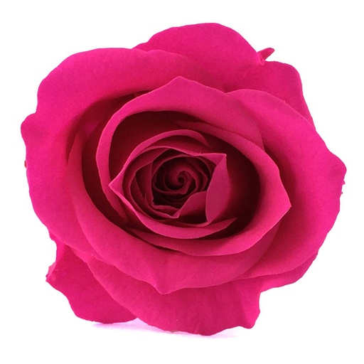 [RSP/4430] RSP/4430 Rose Köpfe Prinzessin stabilisierte Fuchsie W-Box 16 Ud