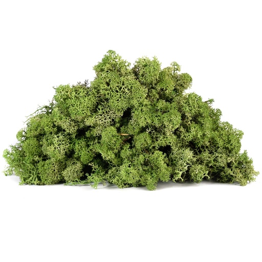 [LIR/4070] LIR/4070 Lichene stabilizzato  Oliva Verde Box 4 kg