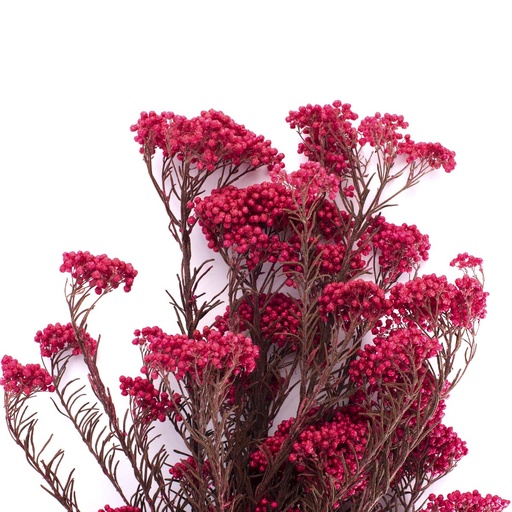 [HDI/0440] HDI/0440 Helychrisium Diosmi stabilisée Rose 30-60cm