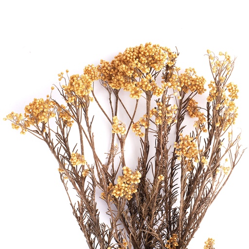 [HDI/0550] HDI/0550 Helichrysum Diosmi - Reisblüten stabilisierte Peche 30-60 cm