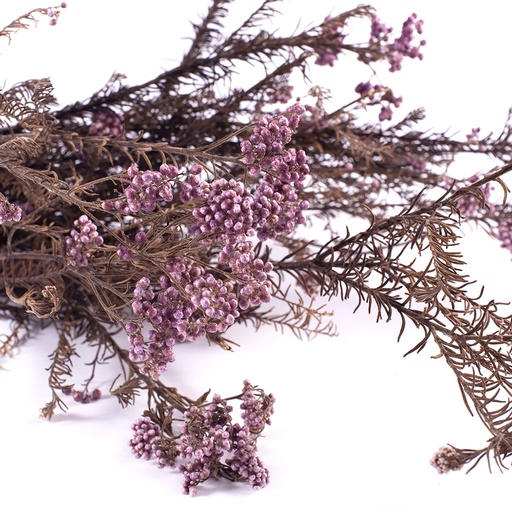 [HDI/0820] HDI/0820 Helichrysum Diosmi - Reisblütenlilien  stabilisierte Lilas 30-60 cm