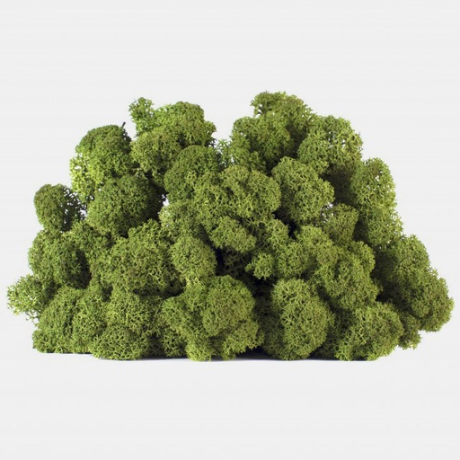 [LIC/0570] LIC/0570 Preserved Lichen Meduim Green - W-Box 0,5 kg