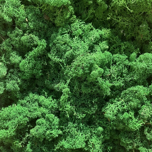 [LIR/4041A] LIR/4041A Preserved Lichen Green Forest - Clean - Box 4 kg, OUTLET