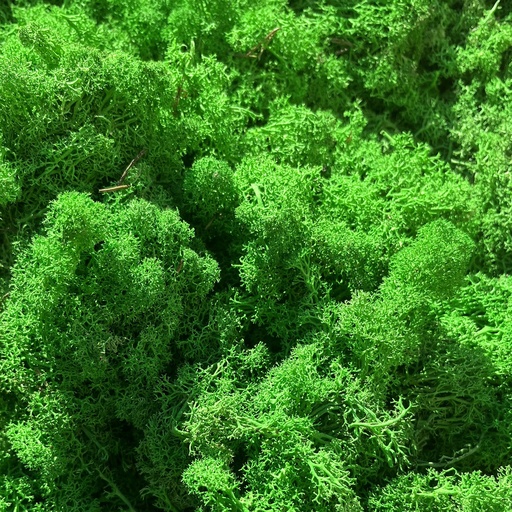 [LIR/4040A] LIR/4040A Lichen stabilisé Vert Pomme Box 4 kg, OUTLET