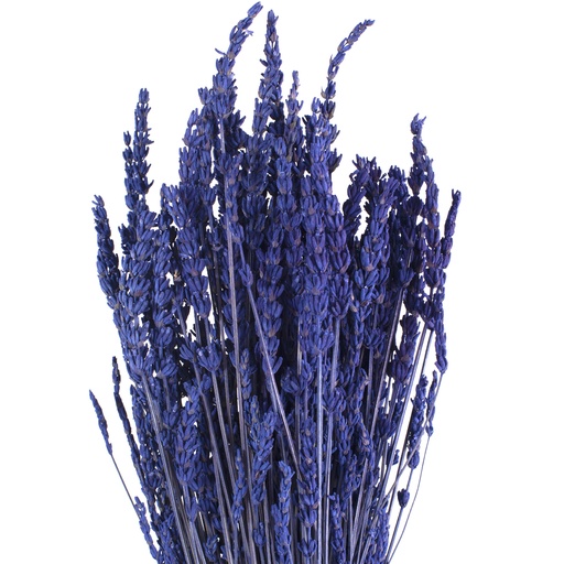 [LVE/0820] LVE/0820 Lavanda stabilizzata Naturale Blu