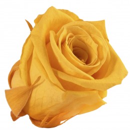 [RSP/4350] RSP/4350 Rose Köpfe Prinzessin stabilisierte Gelb W-Box 16 Ud