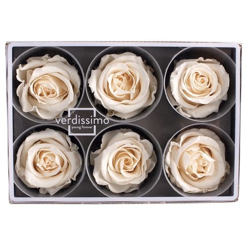[RST/2020] RST/2020 Rose Köpfe Stehen stabilisierte Champagner W-Box 6 Köpfe 