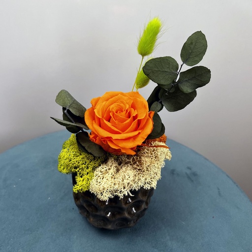 [RSXS/2530] RSXS/2530 Premium Orange Bowl/S