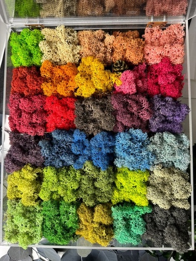 [LICB/0099] LICB/0099 Samples Box Lichen Stabilisée - W-Box 1,3 kg