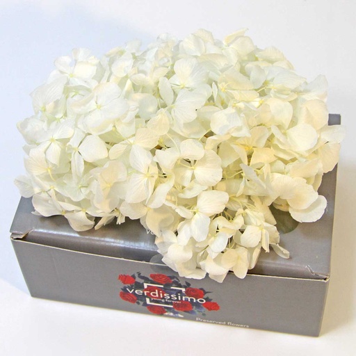 [HRW/1000] HRW/1000 Hydrangea Premium Stabilisierte White W-Box 20 gr