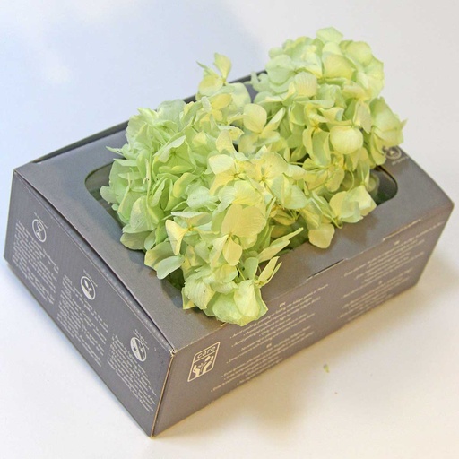 [HRW/1160] HRW/1160 Hydrangea Premium Stabilisierte Mint Green W-Box 20 gr,