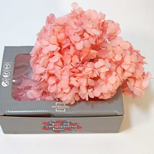 [HRW/1430] HRW/1430 Hydrangea Premium Stabilisierte Light Pink W-Box 20 gr,