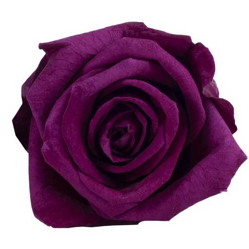 [RST/0710] RST/0710 Rose Heads Stand Preserved Byzance Bulk 182 Heads in Master-Box