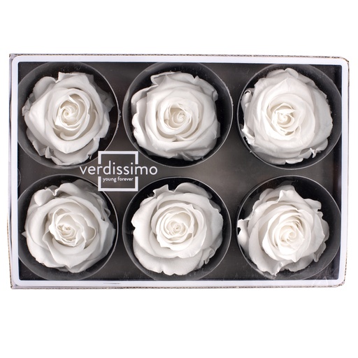 [RST/2000] RST/2000 Rose Heads Stand Preserved White 6 Heads in W-Box