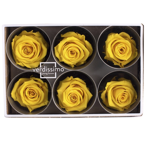 [RST/2340] RST/2340 Rose Heads Stand Preserved Yellow Jonquil 6 Heads in W-Box