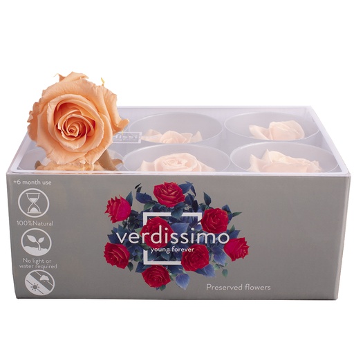 [RST/2550] RST/2550  Rose Heads Stand Preserved Peach 6 Heads in W-Box