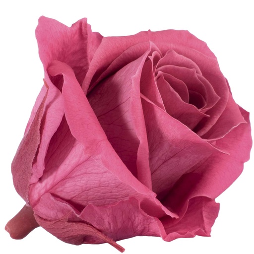 [RME/3240] RME/3240 Têtes de Roses Medium stabilisée Cranberry W-Box 8 têtes