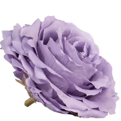 [RSK/2830] RSK/2830 Rose Head King preserved Lilac W-Box 1 Ud
