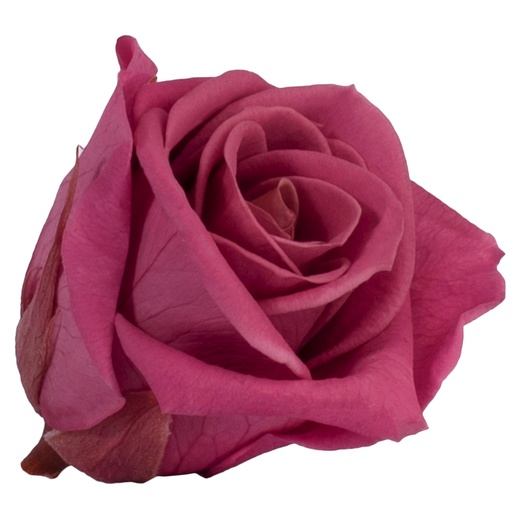 [RSM/1241] RSM/1241  Têtes de Roses Mini stabilisée Cranberry W-Box 12 Ud