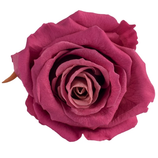 [RSX/2240] RSX/2240 Rose Köpfe Extra stabilisierte Cranberry 6 Ud