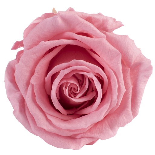 [RSX/2450] RSX/2450 Rose Heads Extra Vintage Pink 6 Ud,