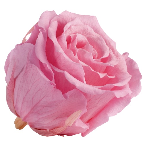 [RSX/2470] RSX/2470 Rose Köpfe Extra stabilisierte Braut Rosa 6 Ud