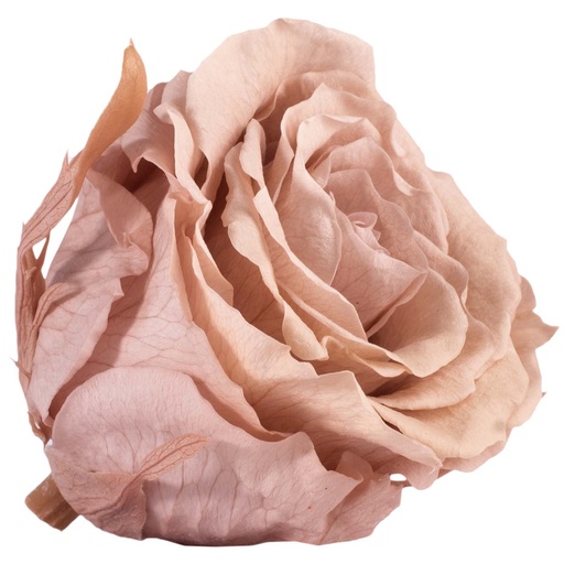 [RSX/2480] RSX/2480 Rose Köpfe Extra stabilisierte Kirschblüte 6 Ud