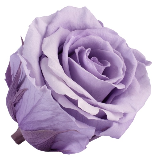 [RSX/2830] RSX/2830 Rose Köpfe Extra stabilisierte Lilac 6 Ud