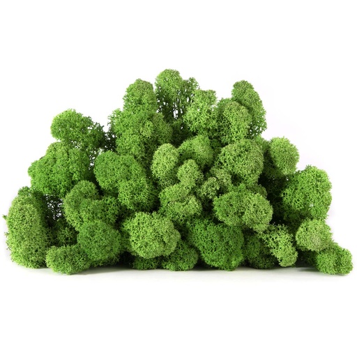 [LIR/5079] LIR/5079  Lichen stabilisé Lime - Clean - Box 5 kg
