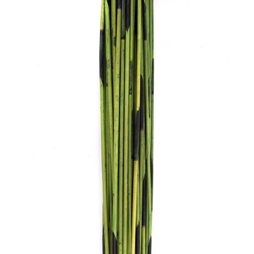 [REM/9107] REM/9107 Mash Reed stabilisée Vert 70-80 cm