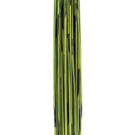 [REM/9117] REM/9117 Mash Reed stabilisée Vert Clair 70-80 cm