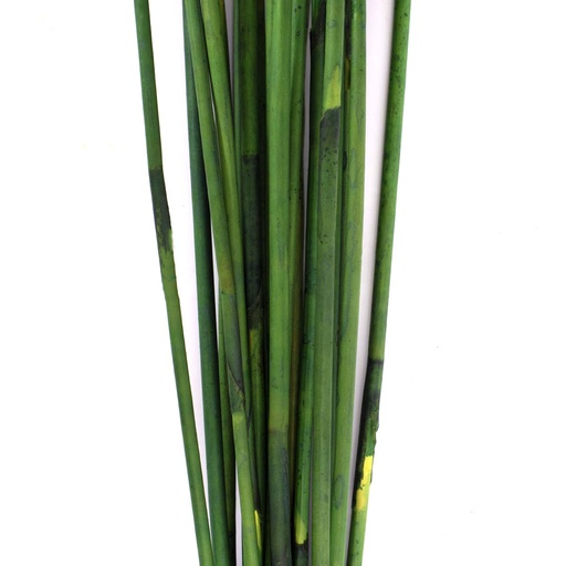 [REP/9107] REP/9107 Éléphant Reed stabilisée Vert 80-100 cm