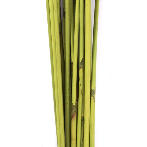 [REP/9117] REP/9117 Éléphant Reed stabilisée Vert Clair 80-100 cm