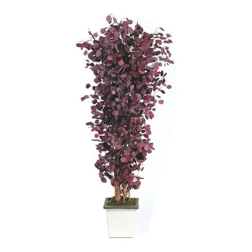[APO/0218] APO/0218 Populus Bushy Preserved Tree