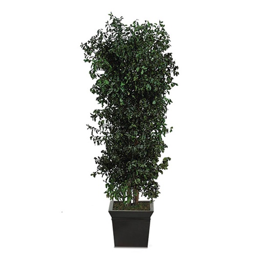 [PPI/0113] PPI/0113 Pitosporum Arbre buissonnant stabilisée Vert 130 cm