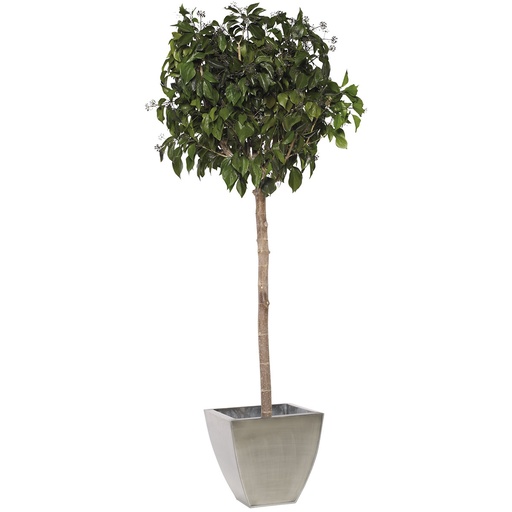 [CHE/0120] CHE/0120 Top Hedera Arborea crowm green 200 cm