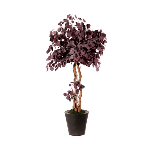 [CPO/0213] CPO/0213 Mushroom Populus Preserved Tree – Red, 130 cm Height | Indoor Decorative Tree