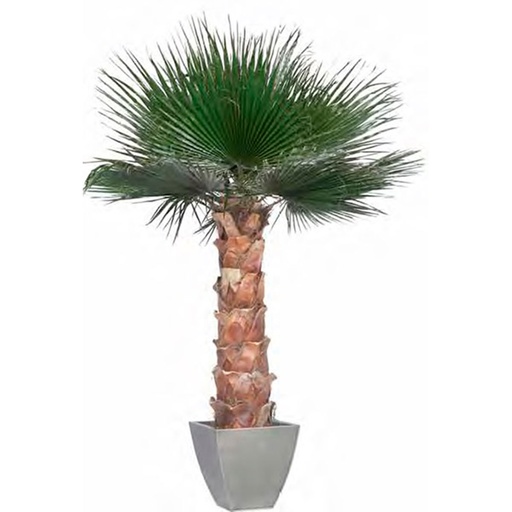 [KWA/0500] KWA/0500 Palm Washingtonia Preserved Tree – Green Kit, 500 cm Height | Indoor Decorative Tree