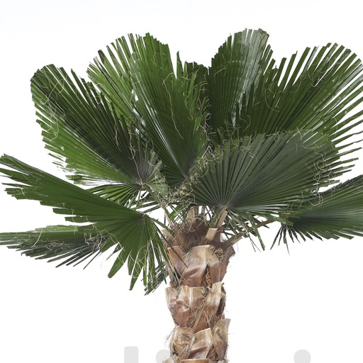 [KWC/0240] KWC/0240 Palm Washingtonia Preserved Tree – Green Kit Cuted Leaves, 240 cm Height | Indoor Decorative Tree