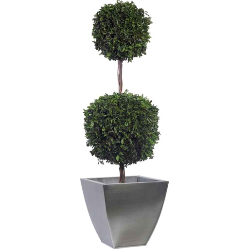 [BPD/0114] BPD/0114 Pitosporum Two ball tree 30 and 45 cm Green