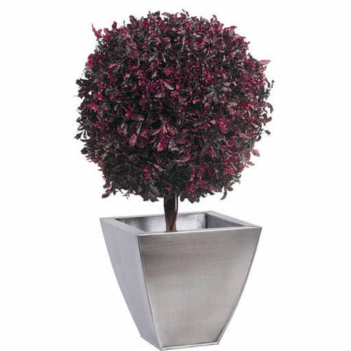 [BPI/0205] BPI/0205 Arbre Topiaire stabilisé Rouge Pittosporum diam 45 cm